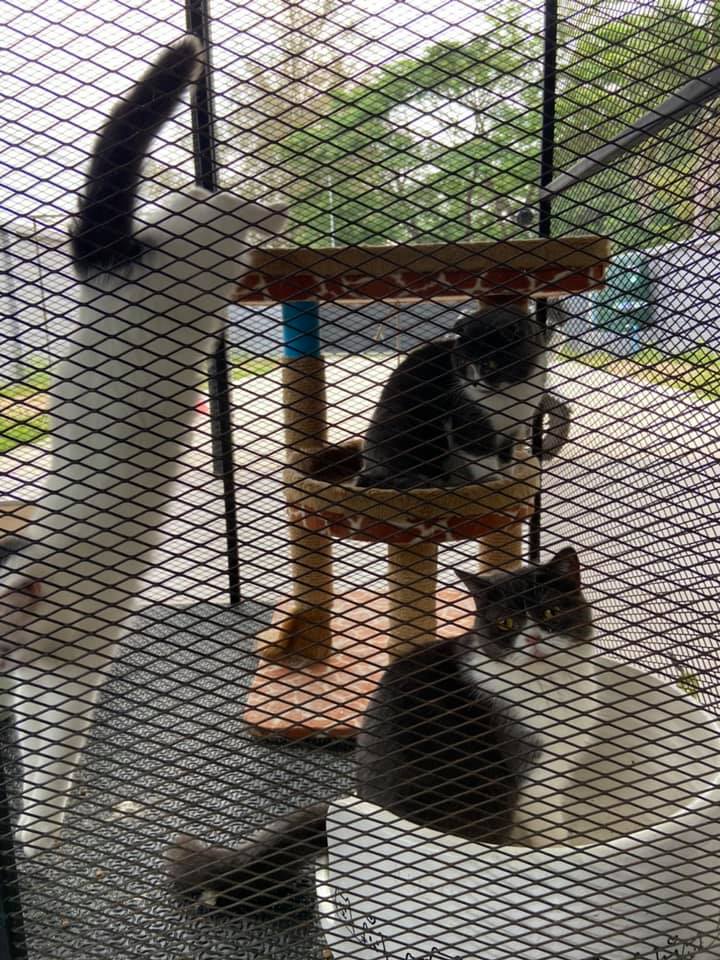 จับยาเสพติด ยึดแมว จับยาเสพติด ยึดแมว