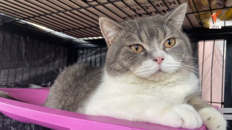 จับยาเสพติด ยึดแมว จับยาเสพติด ยึดแมว