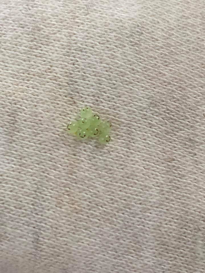 ไข่ยิ้ม คืออะไร ไข่ยิ้ม คืออะไร