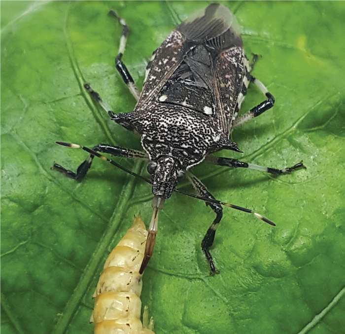 มวนพิฆาต มวนพิฆาต