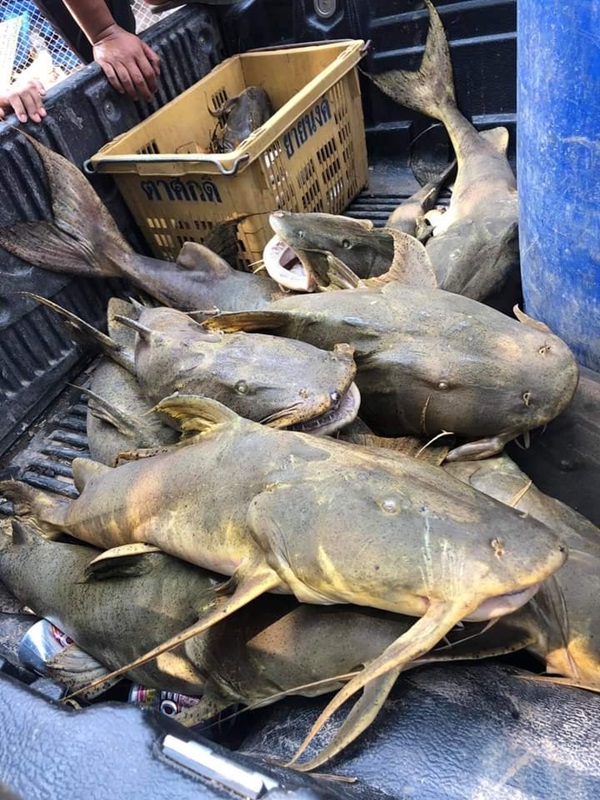 แม่น้ำเมย ปลาตาย แม่น้ำเมย ปลาตาย