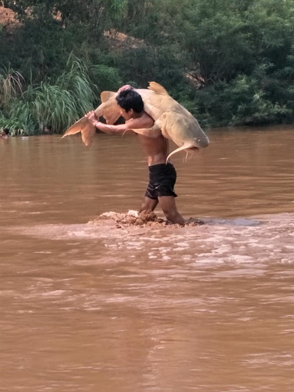 แม่น้ำเมย ปลาตาย แม่น้ำเมย ปลาตาย