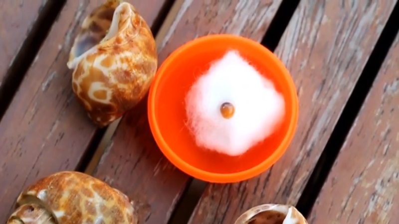 ไข่มุกเมโลในหอยหวาน ไข่มุกเมโลในหอยหวาน