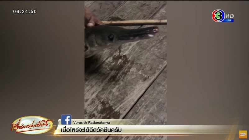 ปลาอัลลิเกเตอร์ ปลาอัลลิเกเตอร์