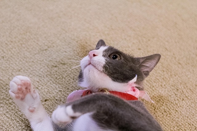 น้องลูซีล น้องลูซีล