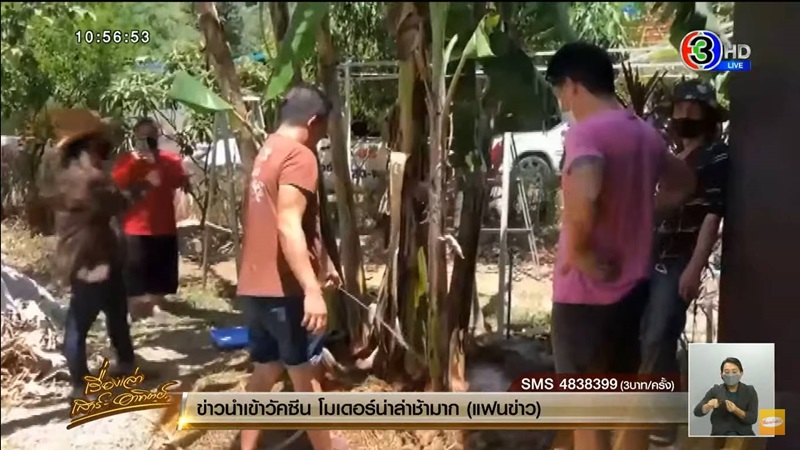 กล้วยด่าง กล้วยด่าง