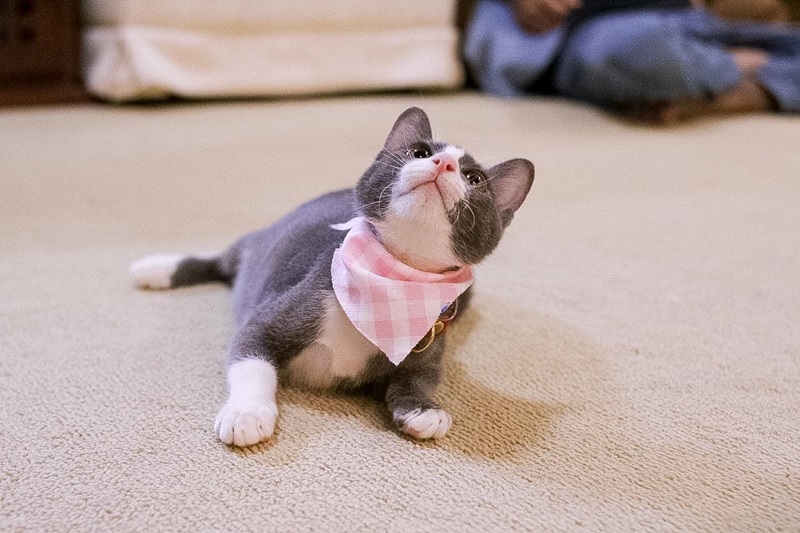 น้องลูซีล น้องลูซีล