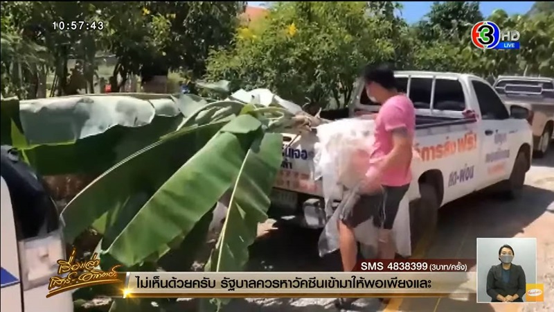 กล้วยด่าง กล้วยด่าง