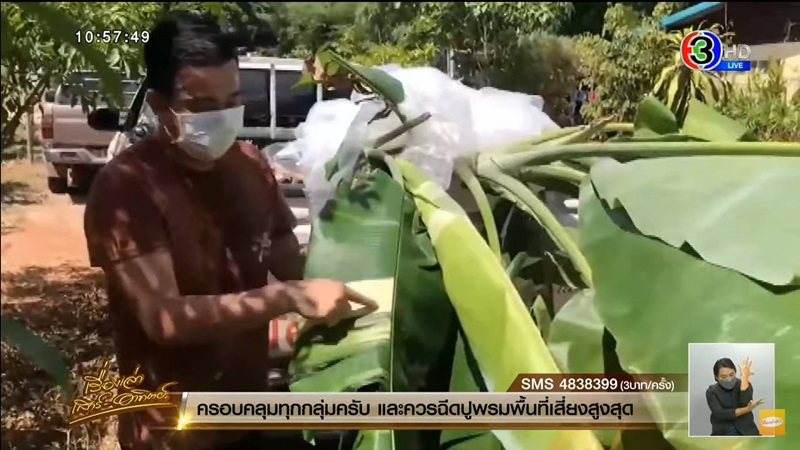 กล้วยด่าง กล้วยด่าง