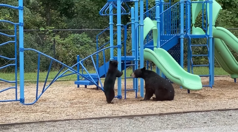 ลูกหมีเล่นสไลเดอร์ ลูกหมีเล่นสไลเดอร์