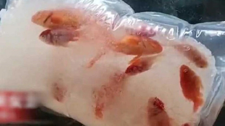 ซื้อปลาทองออนไลน์ ซื้อปลาทองออนไลน์