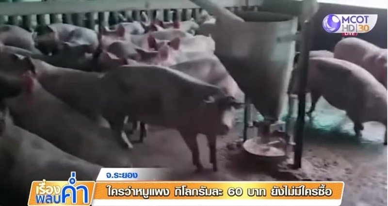 หมูแพง หมูแพง