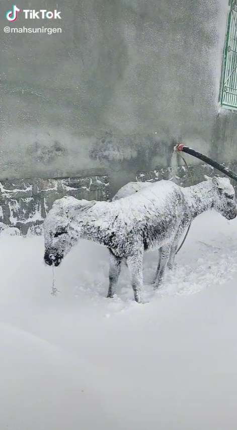 ฝูงลายืนแข็งกลางหิมะ ฝูงลายืนแข็งกลางหิมะ