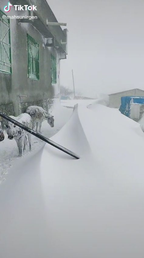 ฝูงลายืนแข็งกลางหิมะ ฝูงลายืนแข็งกลางหิมะ