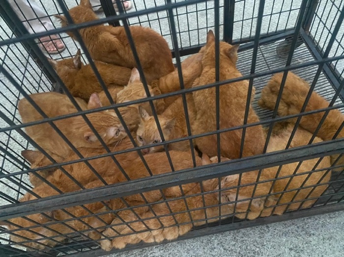 แมวส้มถูกทิ้ง แมวส้มถูกทิ้ง