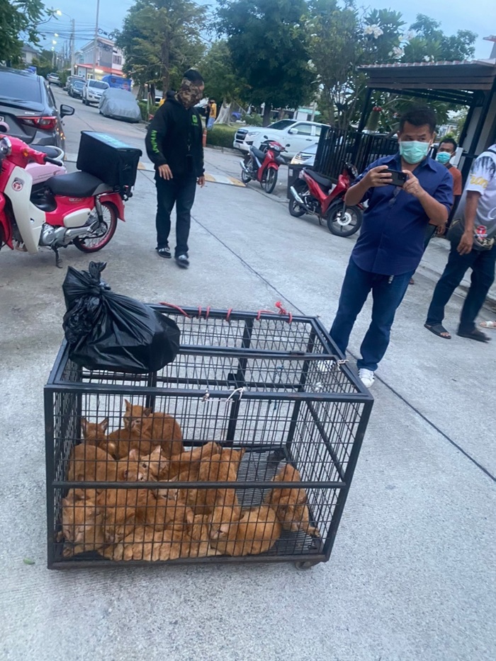 แมวส้มถูกทิ้ง แมวส้มถูกทิ้ง