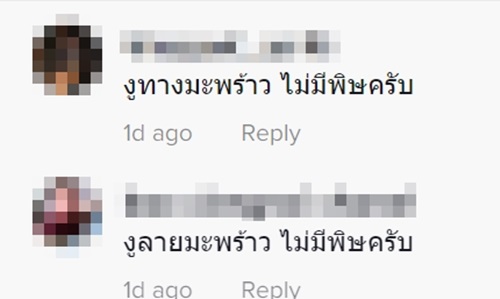 งูฉก งูฉก