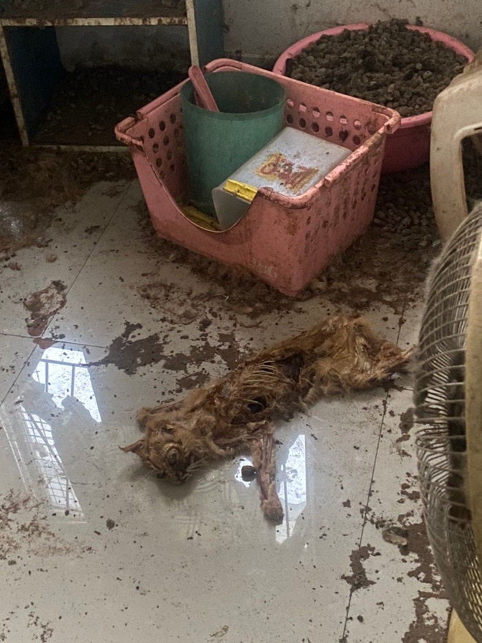 แมวส้มถูกทิ้ง แมวส้มถูกทิ้ง