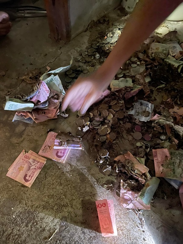 ปลวกกินเงิน ปลวกกินเงิน