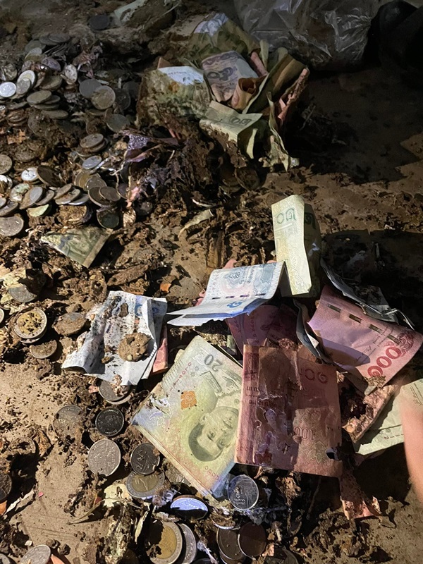 ปลวกกินเงิน ปลวกกินเงิน