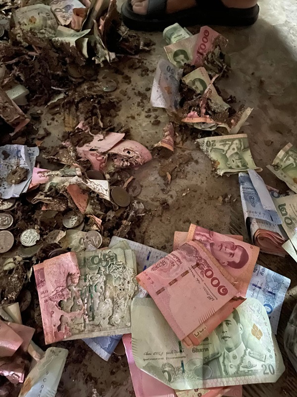 ปลวกกินเงิน ปลวกกินเงิน