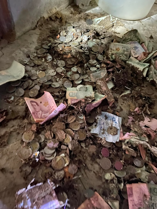 ปลวกกินเงิน ปลวกกินเงิน