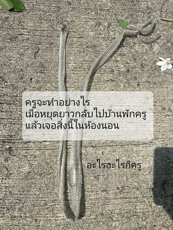 บ้านพักครู บ้านพักครู