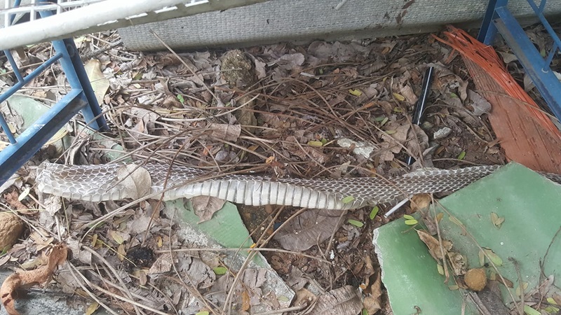 บ้านพักครู บ้านพักครู