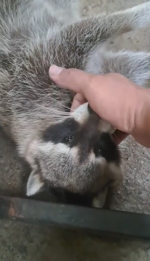 แรคคูนกินงูเหลือม แรคคูนกินงูเหลือม