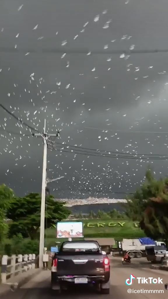 ฝูงนก ฝูงนก