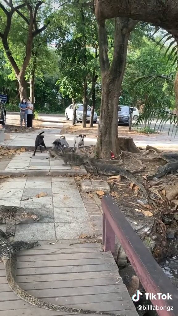 หมากัดตัวเงินตัวทอง หมากัดตัวเงินตัวทอง