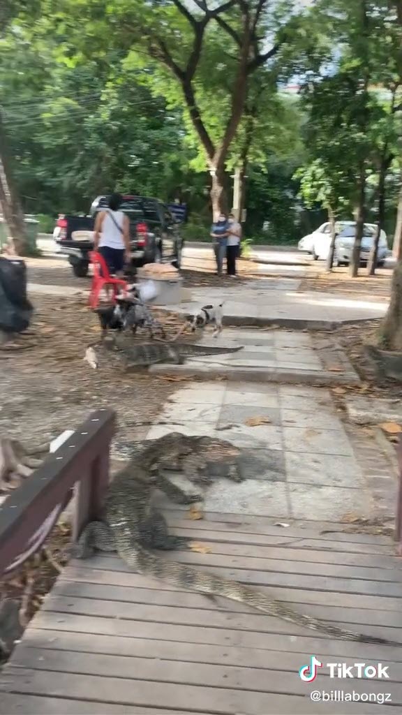 หมากัดตัวเงินตัวทอง หมากัดตัวเงินตัวทอง