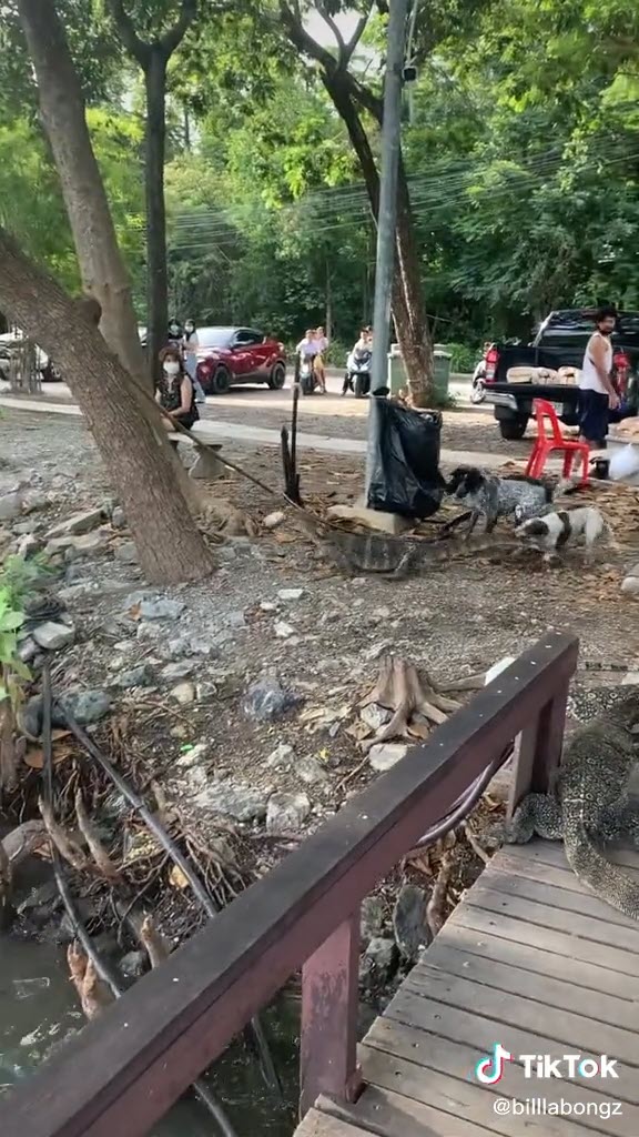 หมากัดตัวเงินตัวทอง หมากัดตัวเงินตัวทอง