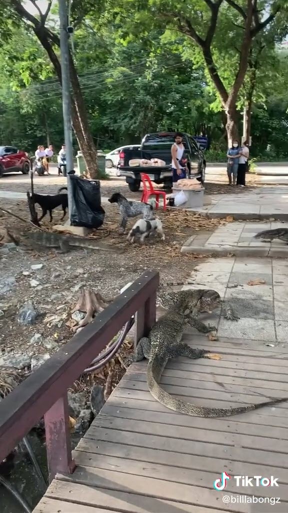 หมากัดตัวเงินตัวทอง หมากัดตัวเงินตัวทอง