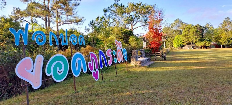 ต้นเมเปิล ต้นเมเปิล