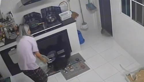 แมวตกน้ำ แมวตกน้ำ