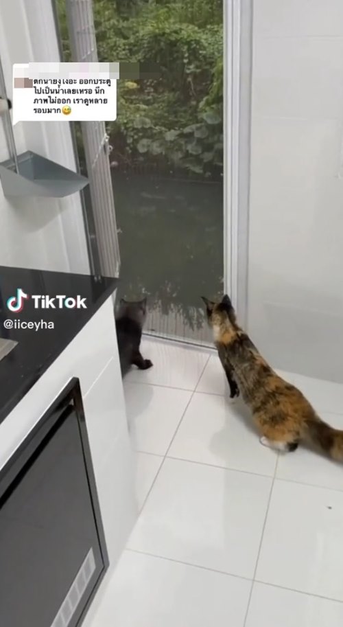 แมวตกน้ำ แมวตกน้ำ