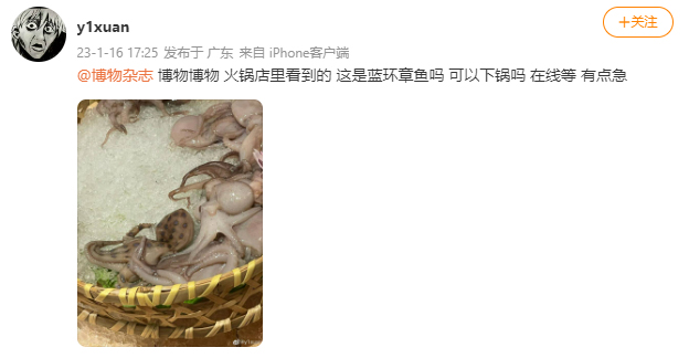 หมึกบลูริง หมึกบลูริง