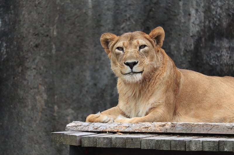 สิงโตยิ้ม สิงโตยิ้ม