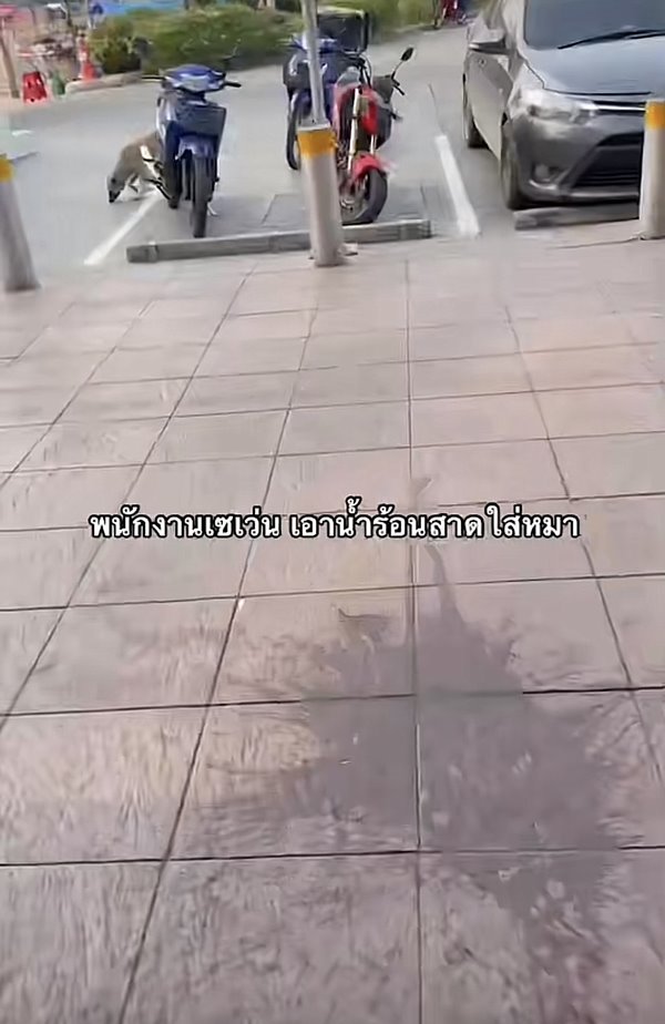 สาดน้ำร้อนใส่หมา สาดน้ำร้อนใส่หมา