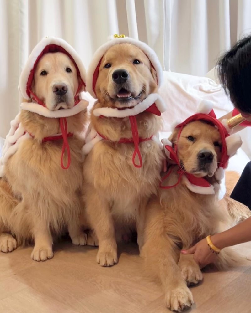 จุ๊มเหม่ง จุ๊มเหม่ง