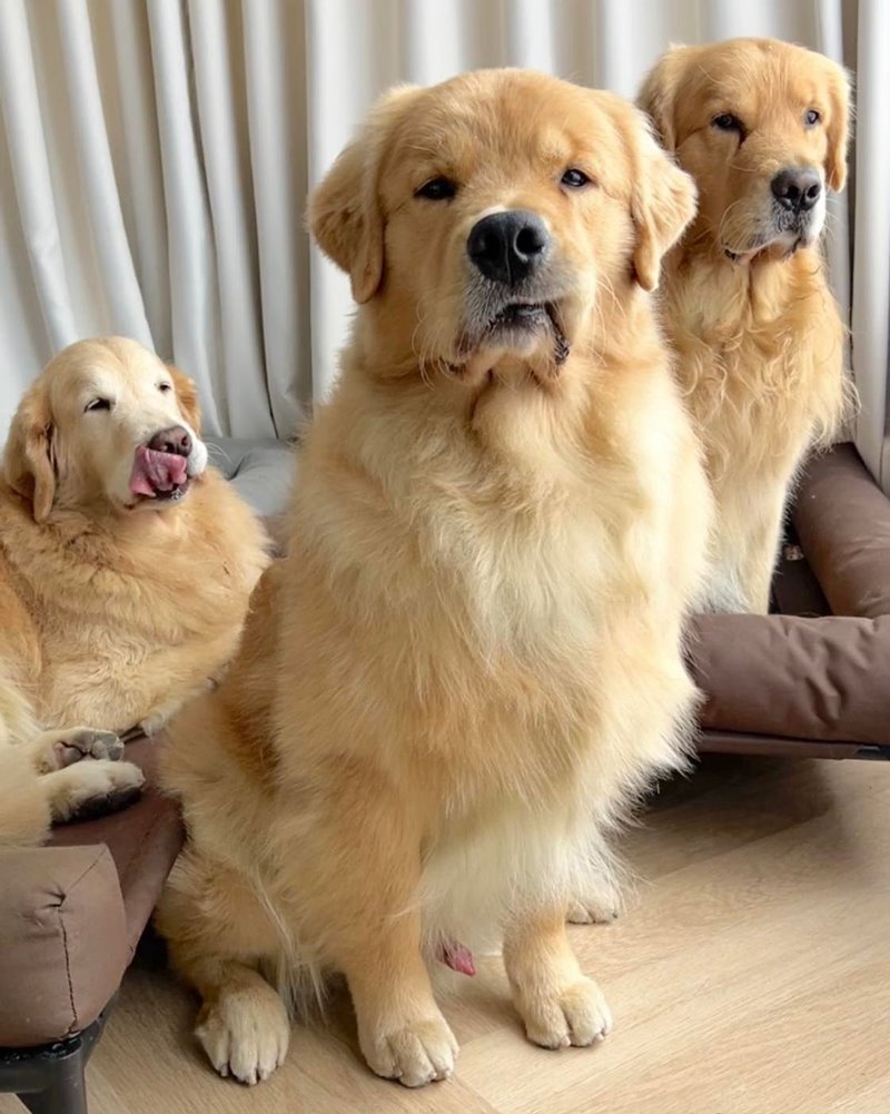 จุ๊มเหม่ง จุ๊มเหม่ง