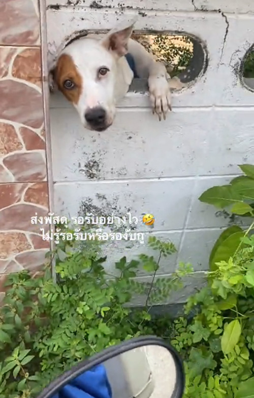 หมาดุ หมาดุ