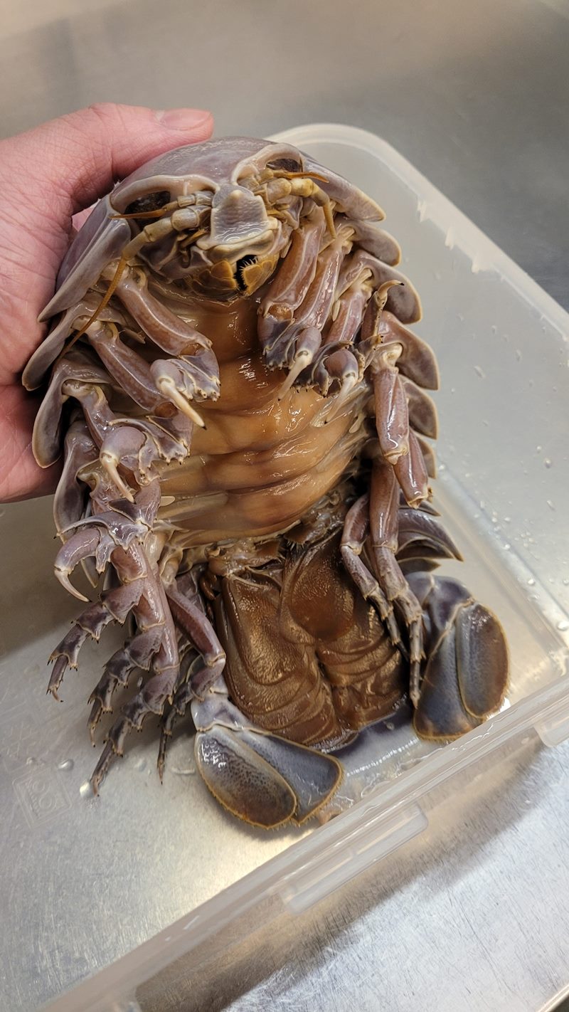 แมลงสาบทะเลยักษ์ แมลงสาบทะเลยักษ์