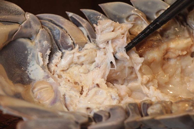 แมลงสาบทะเลยักษ์ แมลงสาบทะเลยักษ์