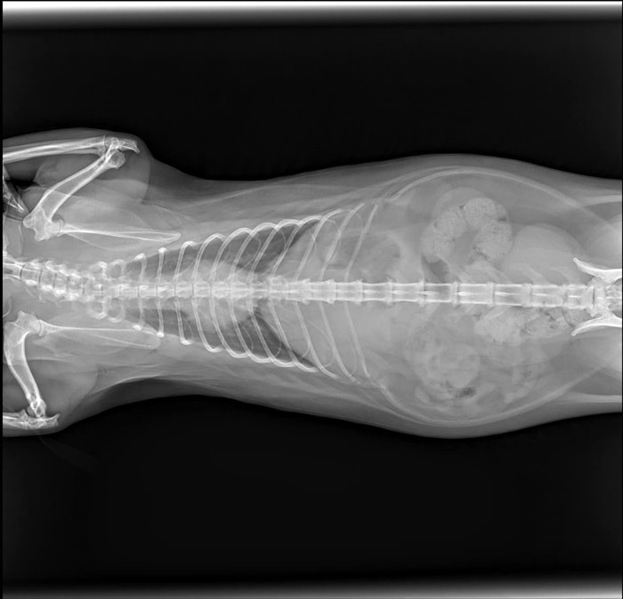 ซิฟู แมวตกคอนโด ซิฟู แมวตกคอนโด