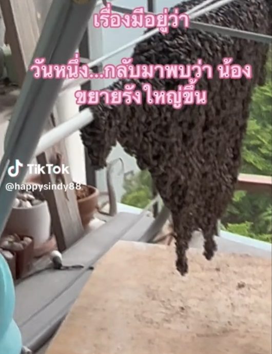 ผึ้งมาทำรังที่ระเบียง ผึ้งมาทำรังที่ระเบียง