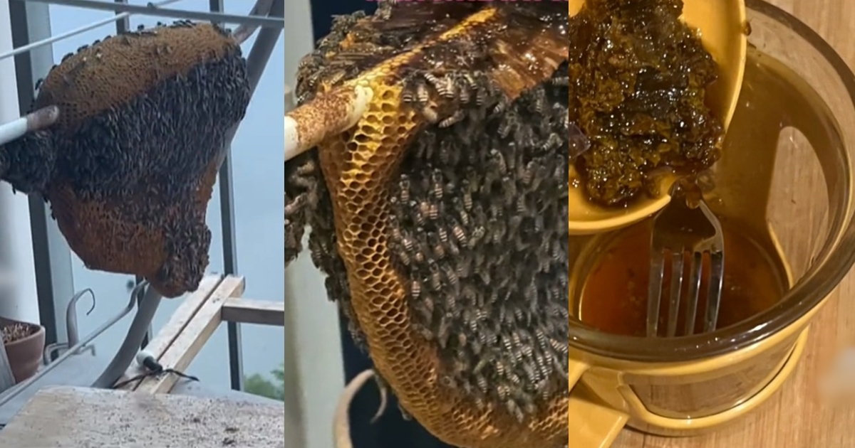 ผึ้งมาทำรังที่ระเบียง ผึ้งมาทำรังที่ระเบียง