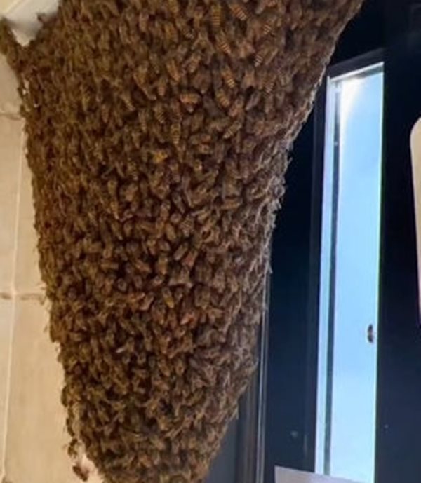 ผึ้งเข้าบ้าน ผึ้งเข้าบ้าน