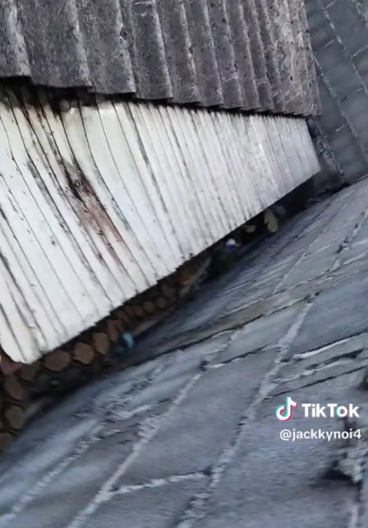 กู้ภัยจับงู กู้ภัยจับงู